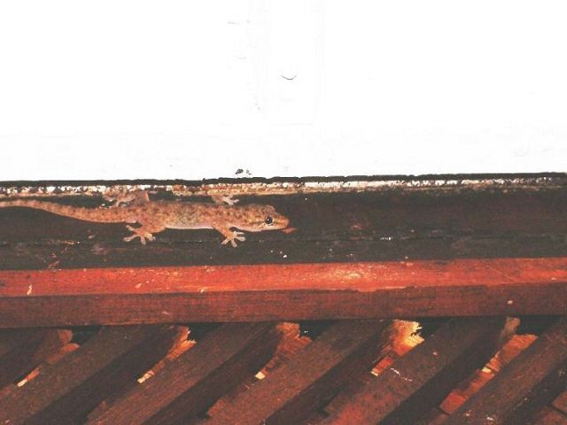 Gecko 4a.jpg
